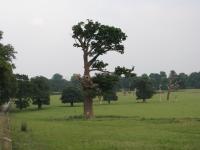 Albums/20090700-Windsor Great Park/14